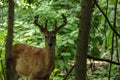 A whitetail buck in velvet.. Royalty Free Stock Photo