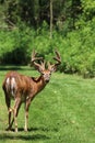 A whitetail buck in velvet.. Royalty Free Stock Photo