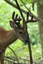 A whitetail buck in velvet.. Royalty Free Stock Photo