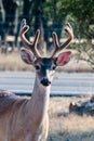 Whitetail Buck in Velvet Royalty Free Stock Photo