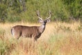 Whitetail buck waiting broadside Royalty Free Stock Photo