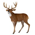 Whitetail Buck Walking