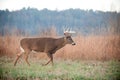 Whitetail buck walking through field Royalty Free Stock Photo