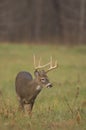 Whitetail buck walking through meadow Royalty Free Stock Photo