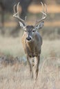 Whitetail Buck Walking towards front Royalty Free Stock Photo