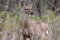 This Whitetail Buck was searching for doe along this very colorful tree line at sunrise on this late Autumn morning. Royalty Free Stock Photo