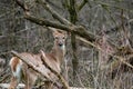 This Whitetail Buck was searching for doe along this very colorful tree line at sunrise on this late Autumn morning. Royalty Free Stock Photo