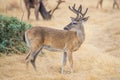 Whitetail Buck Royalty Free Stock Photo