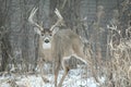 Whitetail Buck - Winter Confrontation Royalty Free Stock Photo