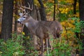 Whitetail Buck In The Woods Looking Back - Odocoileus virginianus