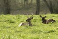 Whitetail bucks bedded down in a sunny meadow Royalty Free Stock Photo