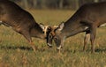 Whitetail bucks fighting Royalty Free Stock Photo