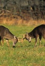 Whitetail Bucks Sparring Royalty Free Stock Photo