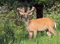 Whitetail deer Royalty Free Stock Photo