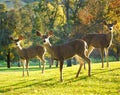 Whitetail Deer in afternoon sun Royalty Free Stock Photo
