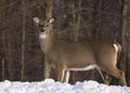 Whitetail deer Royalty Free Stock Photo