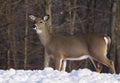 Whitetail deer Royalty Free Stock Photo