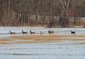 Whitetail Deer on high alert to danger in NYS winter cornfield Royalty Free Stock Photo