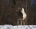 Whitetail deer Royalty Free Stock Photo