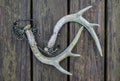 Whitetail deer antlers for rattling antlers