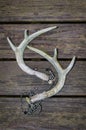 Whitetail deer antlers for rattling antlers