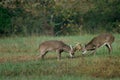 Whitetail deer battling Royalty Free Stock Photo