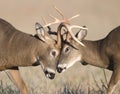 Whitetail deer battling Royalty Free Stock Photo