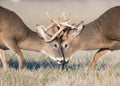 Whitetail deer battling Royalty Free Stock Photo