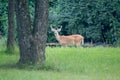 Whitetail deer browsing in green field buck in velvet