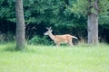 Whitetail deer browsing in green field buck in velvet