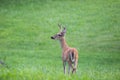 Whitetail deer browsing in green field buck in velvet