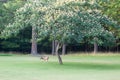 Whitetail deer browsing in green field buck in velvet scenic