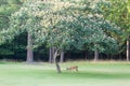 Whitetail deer browsing in green field buck in velvet scenic