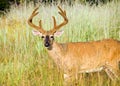 Whitetail Deer Buck