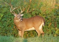 Whitetail Deer Buck Royalty Free Stock Photo