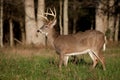 Whitetail deer buck Royalty Free Stock Photo