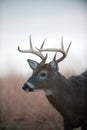 Whitetail deer buck Royalty Free Stock Photo