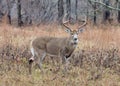 Whitetail Deer Buck