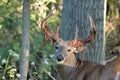 Whitetail Deer Buck