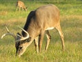 Whitetail Deer Buck