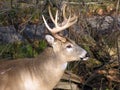 Whitetail Deer Buck