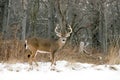 Whitetail Deer Buck Royalty Free Stock Photo