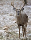 Whitetail deer buck Royalty Free Stock Photo