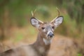 Whitetail Deer buck with antlers stands in the forest in soft overcast light with green foliage Royalty Free Stock Photo