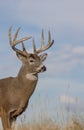 Whitetail Deer Buck in Autumn in Colorado Royalty Free Stock Photo