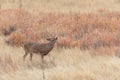 Whitetail Deer Buck in Autumn in Colorado Royalty Free Stock Photo