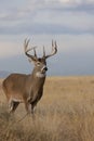 Whitetail Deer Buck in Autumn in Colorado Royalty Free Stock Photo