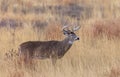 Whitetail Deer Buck in Autumn in Colorado Royalty Free Stock Photo