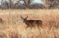 Whitetail Deer Buck in Autumn Royalty Free Stock Photo