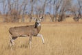 Whitetail Deer Buck in Autumn Royalty Free Stock Photo